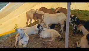 छत्तीसगढ़ के जंगलों से चोरी की गई 58 बकरी बरामद: अंतर्राज्यीय गिरोह के 4 चोर गिरफ्तार, कैमूर पुलिस की बड़ी कामयाबी, यूपी, बिहार और झारखंड में दर्ज हैं आरोपियों के आपराधिक रिकॉर्ड