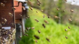 बिहार में मधुमक्खियों का कहर: एक किसान की मौत, चार लोग घायल