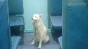 रक्सौल स्टेशन पर कुत्ते का आतंक आधे घंटे रुकी ट्रेन, यात्रियों में मची अफरा-तफरी