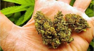 हैदराबाद पुलिस ने गांजा तस्करी रैकेट का किया पर्दाफाश, 6.25 करोड़ की 1210 किलो की बड़ी खेप जब्त