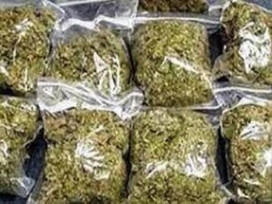 मुंबई एयरपोर्ट पर 34 करोड़ की ड्रग तस्करी नाकाम, थाईलैंड से ला रहे थे हाई-क्वालिटी गांजा