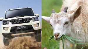 स्कार्पियो से आई ‘बकरी गैंग’, रातों-रात चार बकरियां पार, गांव में दहशत